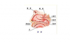医生详解肥厚性鼻炎