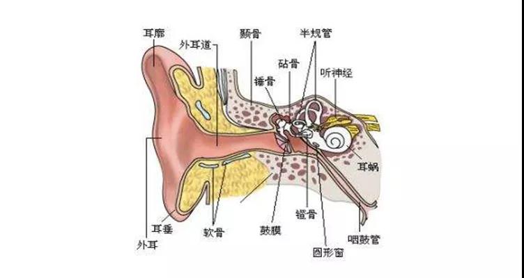 咽鼓管