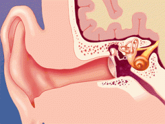 中耳炎会导致听力下降？预防中耳炎的方法有哪些