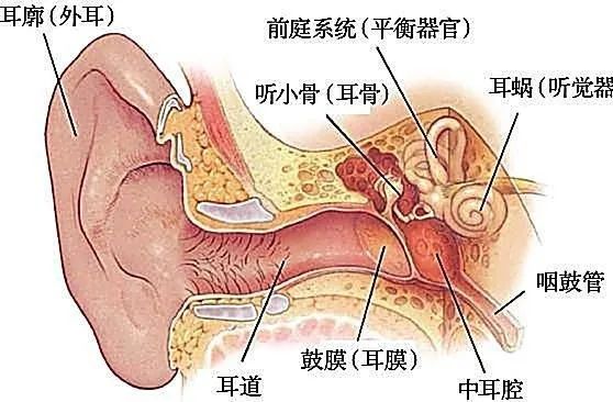 中耳腔
